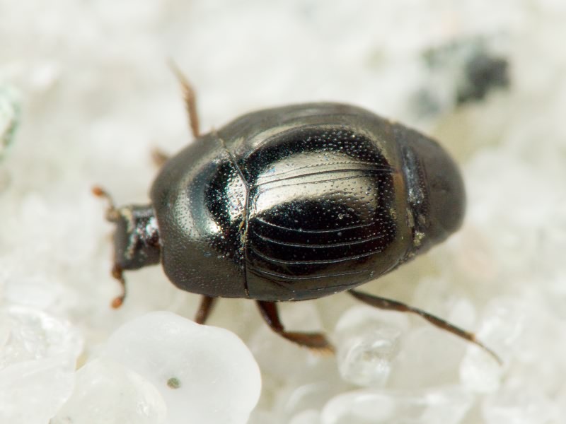 Histeridae Gyllenhal, 1808